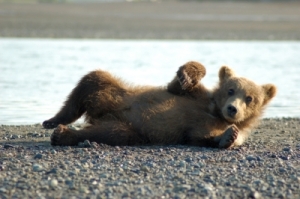 grizzly_bear_cubs