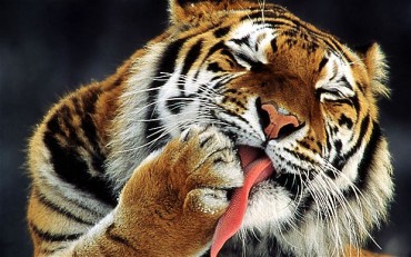 Amur-Tiger-tongue_1782080i