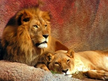 female-lion-picture-dowload