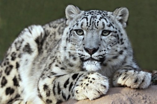 snow_leopard-600x400